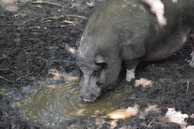双重驱动力 双重驱动力