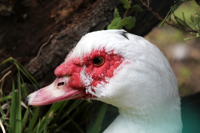 日本棒球场 日本棒球场